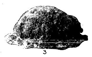 File:Edwards-Shield Boss Ballinaby.jpg