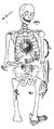 Skeleton (Edwards & Bryce 1927 fig.8).JPG
