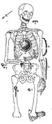 Skeleton (Edwards & Bryce 1927 fig.8).JPG