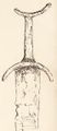 Sword, Howe Hill, Nr Carthorpe - Hilt (Lukis 1870).JPG