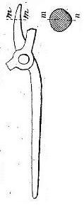 File:L'lle de Groix Smith's tongs.jpg