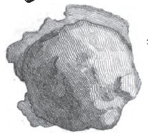 File:Shield boss hesket.jpg