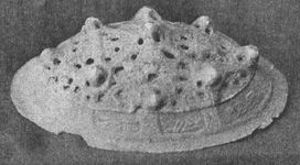 Scotland, Orkney, neighbouring island - Oval brooch (Charleson 1905).JPG