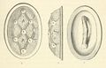 Oval brooch - Westness (Crocker 1846).JPG