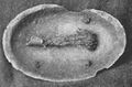 Scotland, Orkney, neighbouring island - Oval brooch back (Charleson 1905).JPG