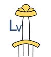 Type Lv