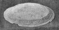Scotland, Orkney, neighbouring island - Oval brooch bottom plate (Charleson 1905).JPG